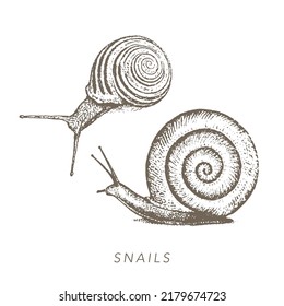 Diferentes tipos de caracoles. Insectos en la naturaleza
