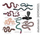 Different types of snakes set collection, decorative poisonous reptiles snake cartoon, crawling animals, vector illustration, suitable for education poster infographic guide catalog, flat style.