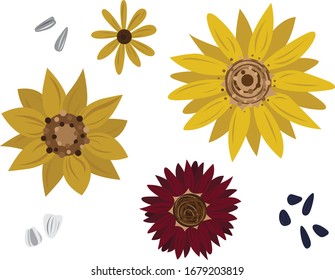 Different types of sunflowers and seeds