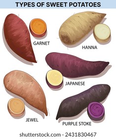 Different types of sweet potatoes. Examples of cut-away sweet potatoes. Educational illustration.  Vector illustration.