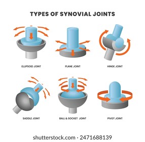 Different types of synovial joints movement classification for body diagram poster, Labeled educational anatomical division with ellipsoid, hinge, saddle, pivot and ball socket bone joints.