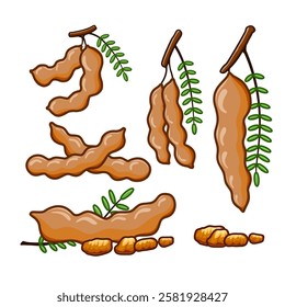 Different types of tamarind, including sliced pieces shown from various angles, are perfect for educational materials and presentation assignments.