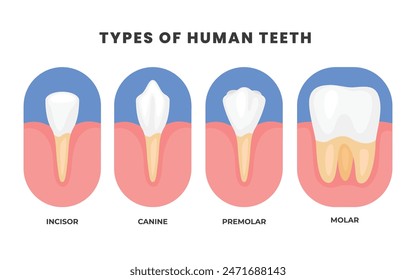 Different types of Teeth types poster, Various healthy human tooth, Oral mouth stomatological elements comparison. Anatomical Incisor, canine, premolar and molar visual shape differences.