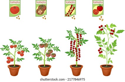 Diferentes tipos de plantas de tomate con tomates rojos maduros y hojas verdes en macetas de flores y bolsitas de semillas aisladas en fondo blanco