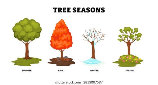 Different types of tree season types set collection. Preposition of time poster design with tree plant. Labeled summer, fall, spring, winter. Different foliage and weather changes.