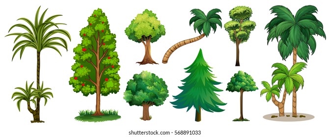 Different types of trees illustration
