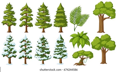 Different types of trees illustration