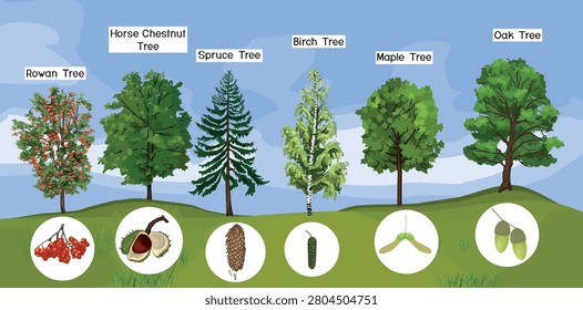 Different types of trees vector illustration set. European forest trees collection with names and seeds including oak, maple, birch, spruce, horse chestnut, and rowan.
