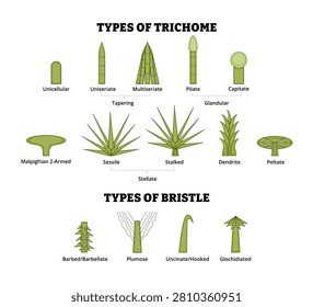 Different types of Trichome and bristle types plant hair. Tapering, glandular, stellate, unicellular, uniseriate, multiseriate, pilate, capitate, malphigian, sessile, dendrite, peltate, barbed,plumose