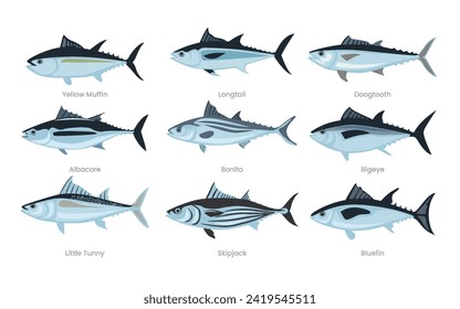 Different types of tuna fish set collection, various domestic tuna cartoon, marine sea underwater animals, vector illustration, suitable for education poster infographic guide catalog, flat style.