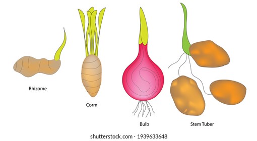 Different Types of underground stem, rhizome, corm, bulb, stem tuber, Bulb - Short, upright organ leaves modified into thick flesh scales. Tulips, daffodils and Lilies. Corm - Short, upright, hard  svg