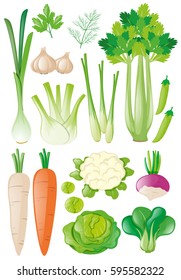 Different types of vegetables illustration