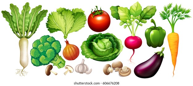さまざまな種類の野菜イラスト のベクター画像素材 ロイヤリティフリー Shutterstock