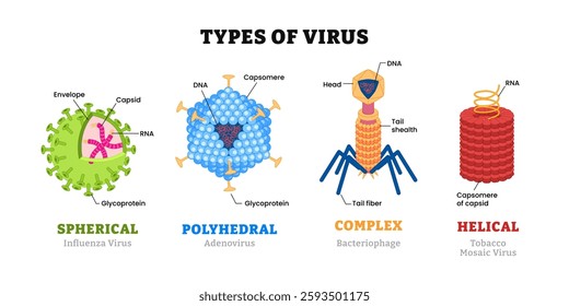 Different types of virus structure anatomy, medical science educational poster design, labeled Helical, polyhedral, spherical and complex structure models, capsid, RNA, DNA, tail, glycoprotein.