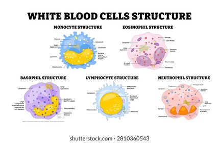 Different types of White Blood Cells types structure anatomy diagram medical educational poster immune system response defense hematology. Monocyte, Eosinophil, Basophil, Lymphocyte, Neutrophil