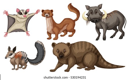 Different types of wild animals illustration