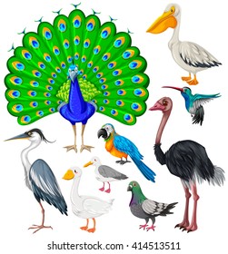 Different types of wild birds illustration