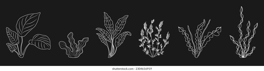 Different underwater plants in lines. Aquarium algae for design. Graphic elements of marine vegetation