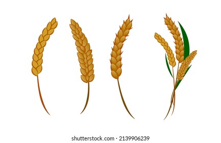 Different variants of a spikelet of wheat