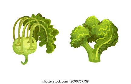 Different varieties of cabbage set. Green broccoli and kohlrabi vector illustration