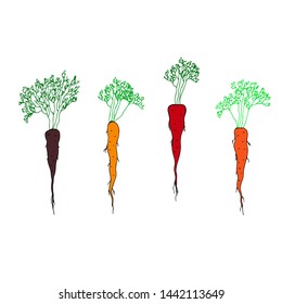 Different varieties of carrots. Vector illustration.