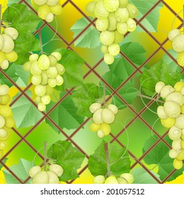 different varieties of grapes with leaves on white background 