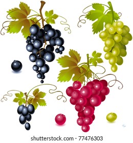different varieties of grapes with leaves on white background