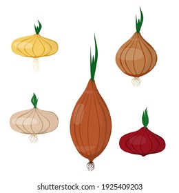 Different varieties of onions. Vector illustration