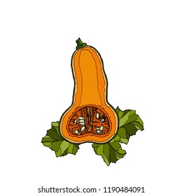 Different varieties of pumpkins. Sketches of orange vegetables. Vector illustration of the autumn harvest. Thanksgiving Day.

