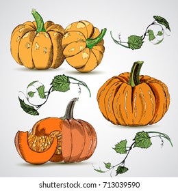Different varieties of pumpkins. Sketches of orange vegetables. Vector illustration of the autumn harvest. Thanksgiving Day.