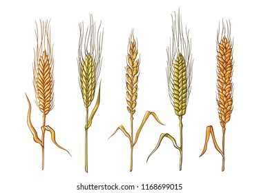 different varieties of wheat drawn by hand. Vector sketch illustration