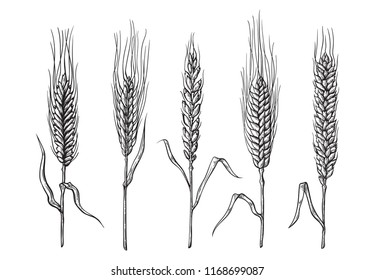 different varieties of wheat drawn by hand. Vector sketch illustration