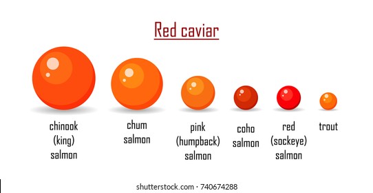 Different variety red caviar salmon isolated on white. Roe icon vector illustration. Russian traditional snack. Classification any type caviare of chinook, chum, coho, humpback, sockeye, trout.