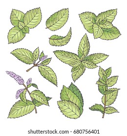 Different vector colored illustrations of herbal mint. Hand drawn pictures of leaves and menthol branches