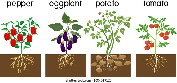 Different vegetable nightshade plants (pepper, tomato, potato and eggplant) with crop. General view of plant with root system