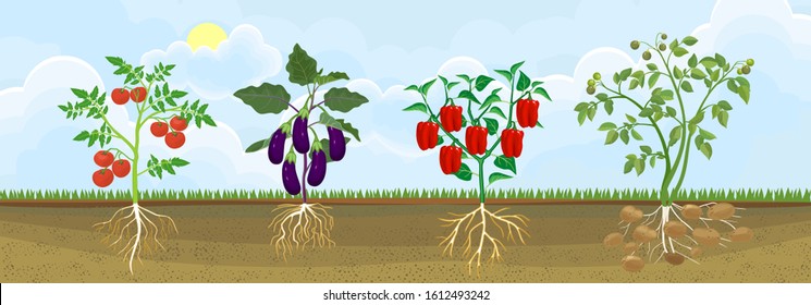 Different vegetable nightshade plants (pepper, tomato, potato and eggplant) with crop. General view of plant with root system in garden