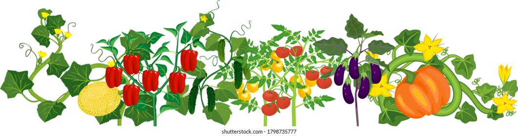 Different vegetable plants with ripe fruits isolated on white background. Harvest time