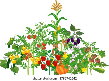 Different vegetable plants with ripe fruits isolated on white background. Harvest time