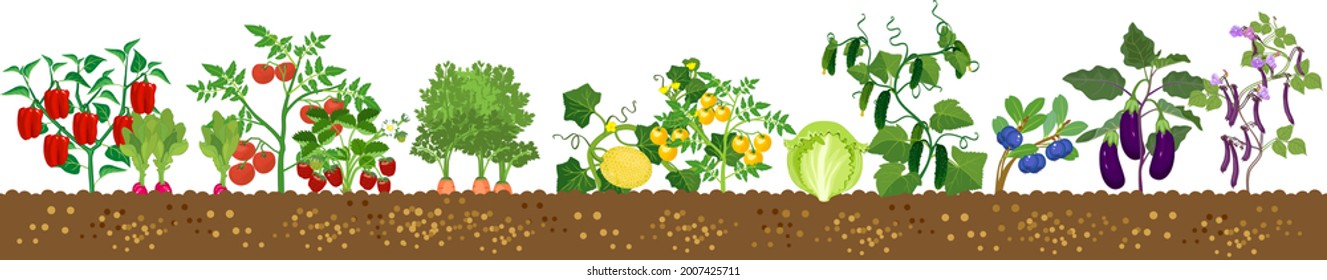 Different vegetable plants with ripe fruits isolated on white background. Harvest time