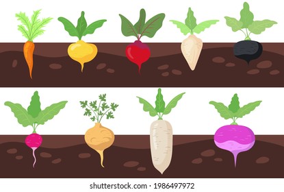 Different vegetables growing in soil vector illustrations set. Plant roots of carrot, beetroot, radish underground, vegetable patches isolated on white background. Food, nutrition, garden concept