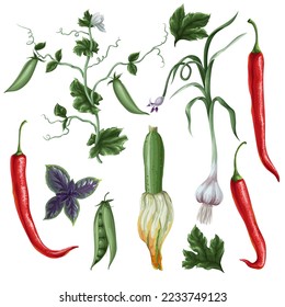 Diferentes verduras como tomate, ajo, guisantes verdes, albahaca, pimienta aisladas. Vector