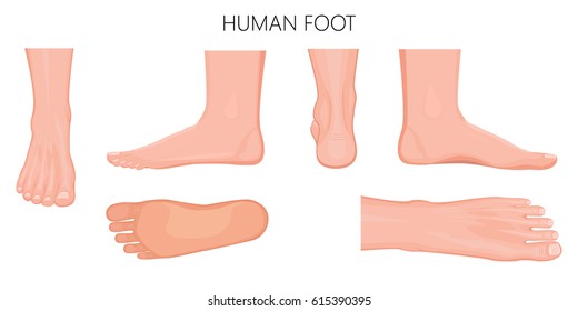 Different views  of a human foot (front, back, side, lateral, medial, dorsal and plantar) isolated on white background. Vector illustration for medical (health care) use. EPS 10.