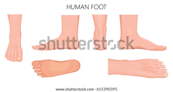 Different Views Human Foot Front Back 