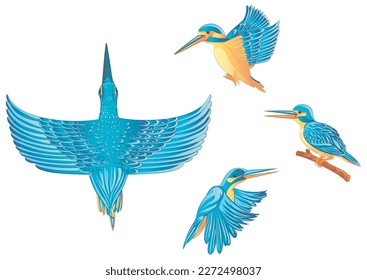 Diferentes vistas del ave King Fisher aislado en fondo blanco en ilustración vectorial