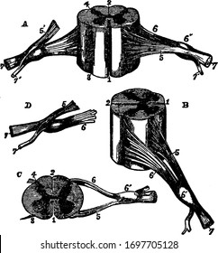 Different views of a portion of the spinal cord from the cervical region with roots of the nerves slightly enlarged, vintage line drawing or engraving illustration.
