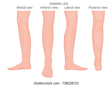Different views, sides of a human leg (posterior, frontal, anterior, back, side, lateral, medial) with ankle and knee. Vector illustration for advertising, medical (health care) publications. EPS 8.