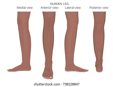 Different views, sides of a human leg (posterior, frontal, anterior, back, side, lateral, medial) with ankle and knee. Vector illustration for advertising, medical (health care) publications. EPS 8.