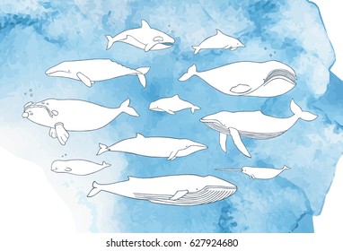 Different whale set. Hand drawn doodle illustrations collection on watercolor background.