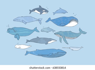 Different whale set. Hand drawn doodle illustration collection with texture.