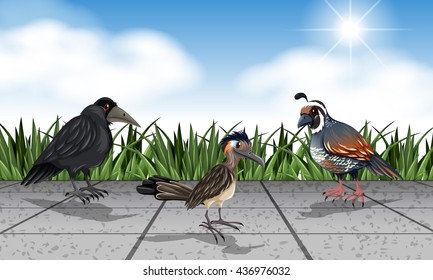 Different wild birds on the street illustration